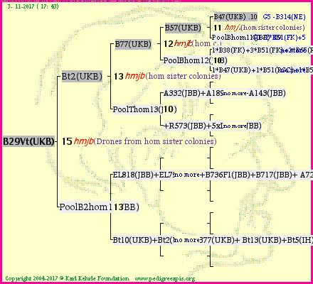 Pedigree of B29Vt(UKB) :
four generations presented