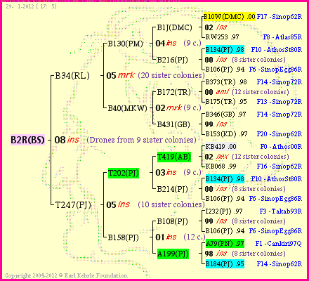 Pedigree of B2R(BS) :
four generations presented