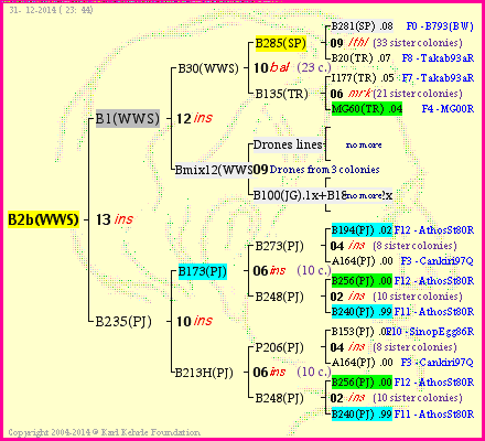 Pedigree of B2b(WWS) :
four generations presented