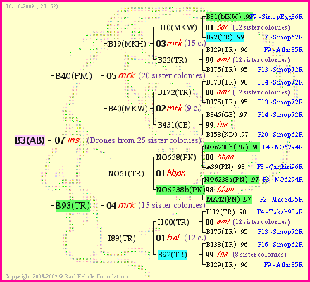 Pedigree of B3(AB) :
four generations presented