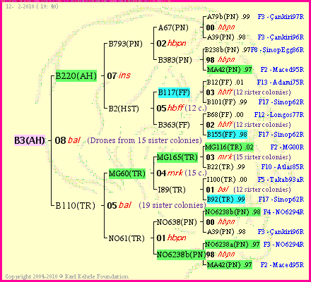 Pedigree of B3(AH) :
four generations presented