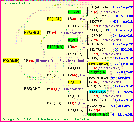 Pedigree of B3(AME) :
four generations presented
it's temporarily unavailable, sorry!