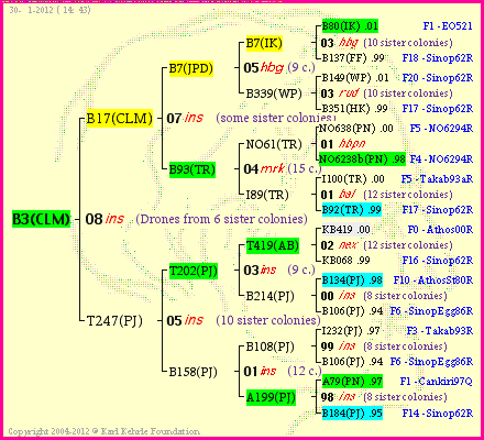 Pedigree of B3(CLM) :
four generations presented