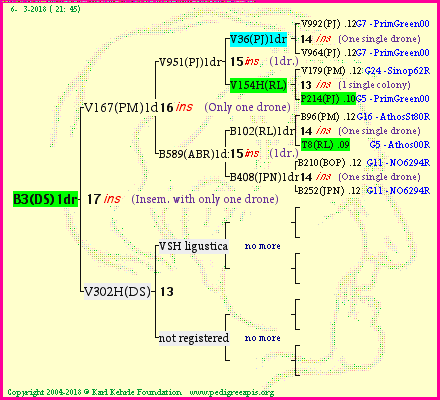 Pedigree of B3(DS)1dr :
four generations presented