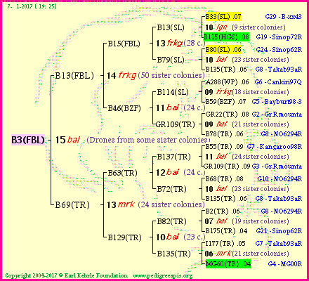 Pedigree of B3(FBL) :
four generations presented