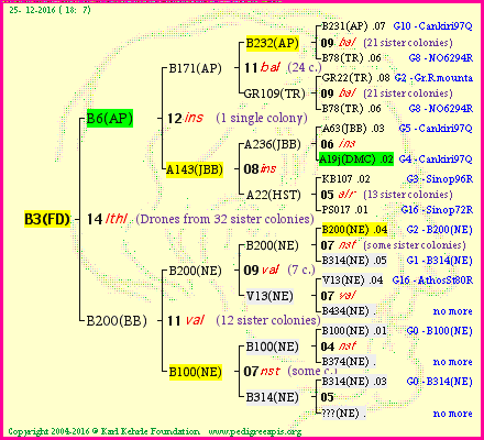 Pedigree of B3(FD) :
four generations presented