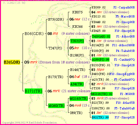 Pedigree of B3(GDR) :
four generations presented