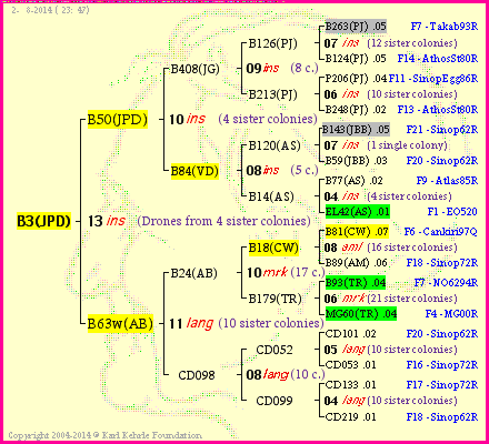 Pedigree of B3(JPD) :
four generations presented