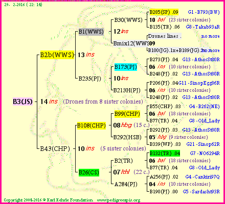 Pedigree of B3(JS) :
four generations presented