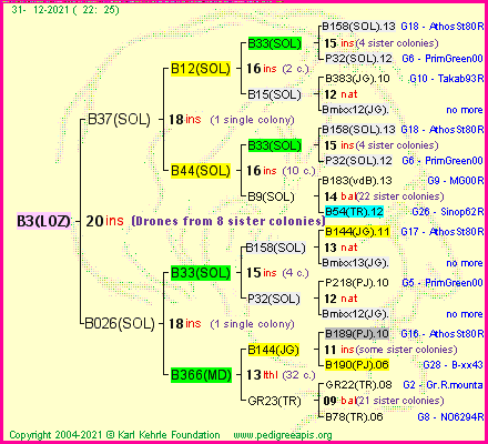 Pedigree of B3(LOZ) :
four generations presented
it's temporarily unavailable, sorry!