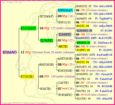 Pedigree of B3(MAF) :
four generations presented