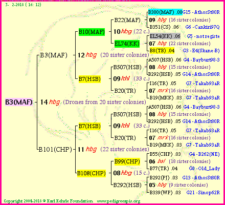 Pedigree of B3(MAF) :
four generations presented