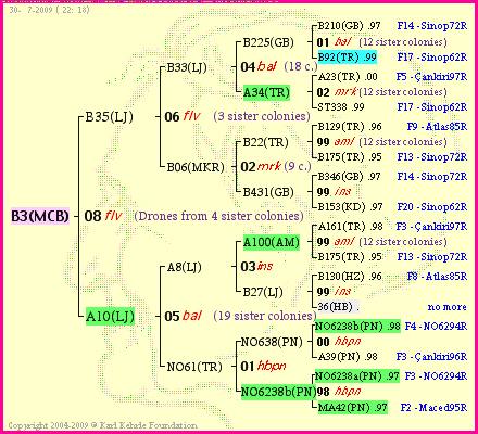 Pedigree of B3(MCB) :
four generations presented