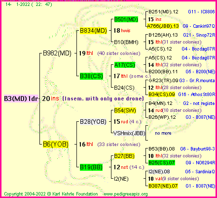 Pedigree of B3(MD)1dr :
four generations presented
it's temporarily unavailable, sorry!