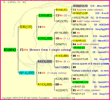 Pedigree of B3(NIK) :
four generations presented<br />it's temporarily unavailable, sorry!