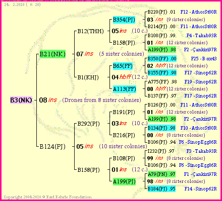 Pedigree of B3(NK) :
four generations presented