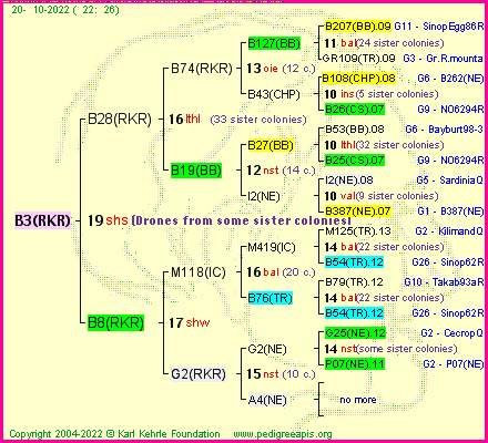 Pedigree of B3(RKR) :
four generations presented
it's temporarily unavailable, sorry!