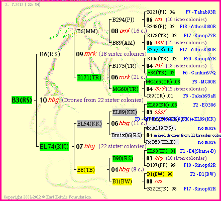 Pedigree of B3(RS) :
four generations presented