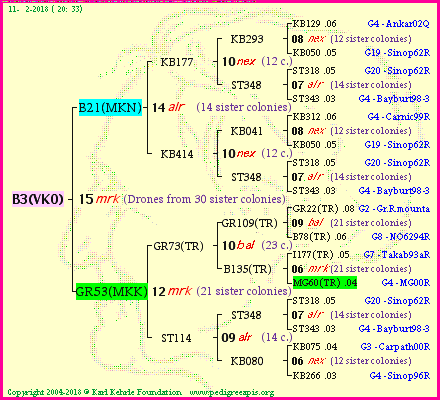 Pedigree of B3(VKO) :
four generations presented