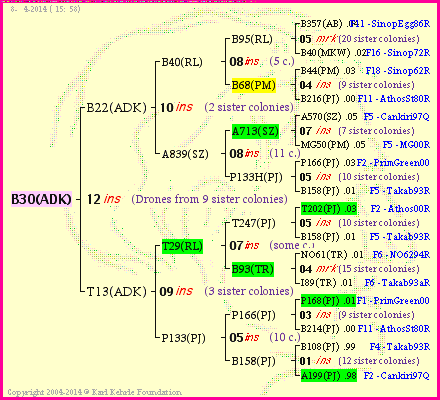 Pedigree of B30(ADK) :
four generations presented