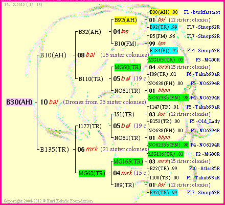 Pedigree of B30(AH) :
four generations presented