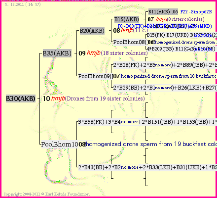 Pedigree of B30(AKB) :
four generations presented