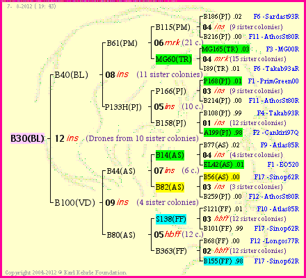 Pedigree of B30(BL) :
four generations presented