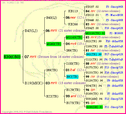 Pedigree of B30(CBO) :
four generations presented