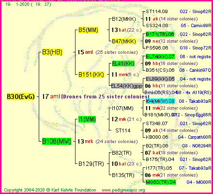 Pedigree of B30(EvG) :
four generations presented<br />it's temporarily unavailable, sorry!