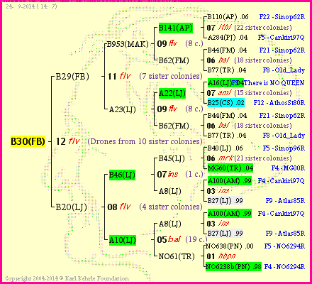 Pedigree of B30(FB) :
four generations presented