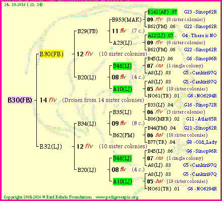 Pedigree of B30(FB) :
four generations presented