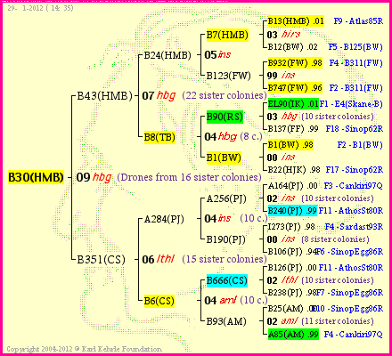 Pedigree of B30(HMB) :
four generations presented