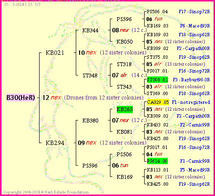 Pedigree of B30(HeR) :
four generations presented