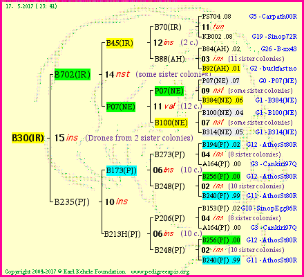 Pedigree of B30(IR) :
four generations presented