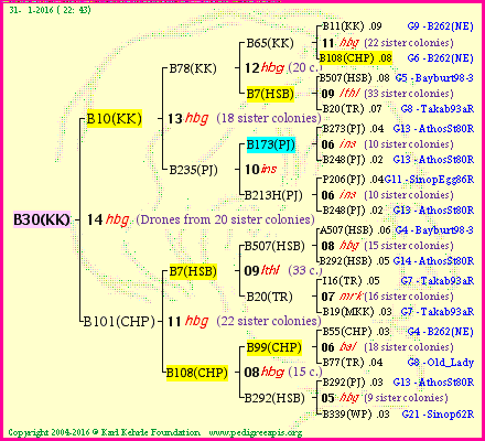 Pedigree of B30(KK) :
four generations presented