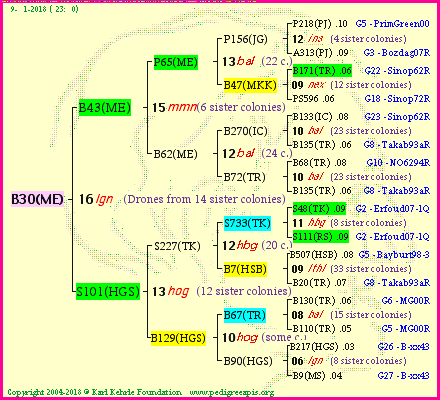 Pedigree of B30(ME) :
four generations presented