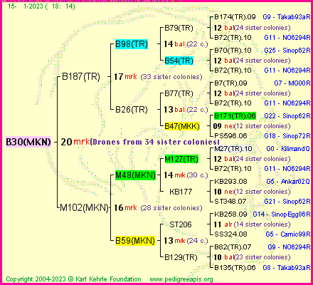 Pedigree of B30(MKN) :
four generations presented
it's temporarily unavailable, sorry!