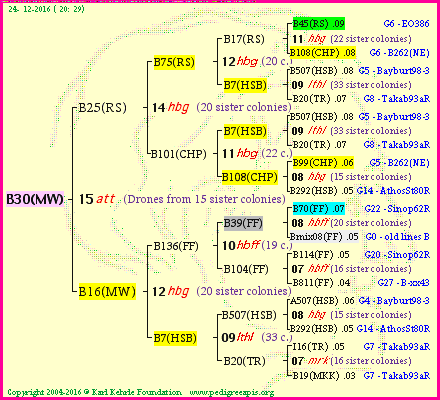 Pedigree of B30(MW) :
four generations presented