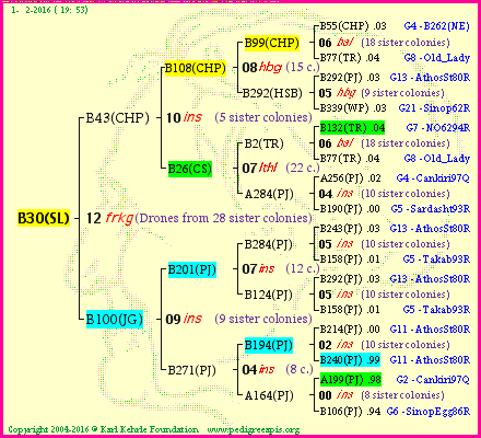 Pedigree of B30(SL) :
four generations presented