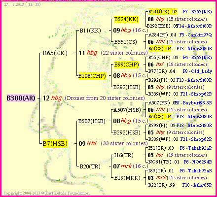 Pedigree of B300(AR) :
four generations presented