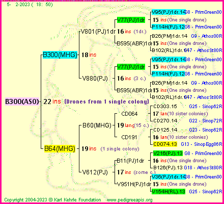 Pedigree of B300(ASO) :
four generations presented
it's temporarily unavailable, sorry!