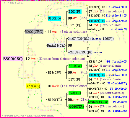 Pedigree of B300(CBC) :
four generations presented