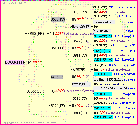 Pedigree of B300(FTI) :
four generations presented