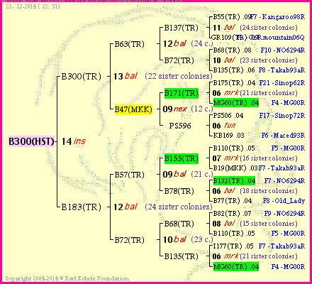 Pedigree of B300(HST) :
four generations presented