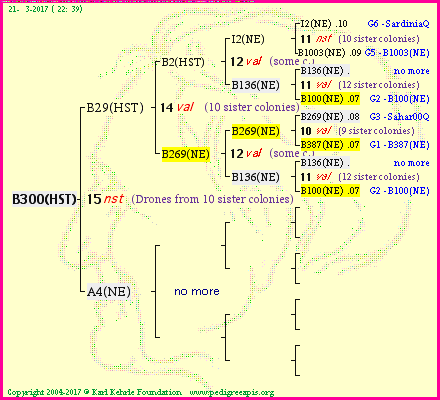 Pedigree of B300(HST) :
four generations presented<br />it's temporarily unavailable, sorry!