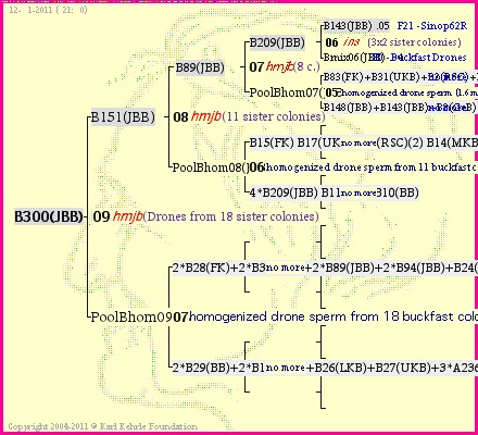 Pedigree of B300(JBB) :
four generations presented