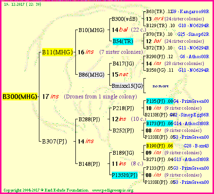 Pedigree of B300(MHG) :
four generations presented