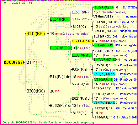 Pedigree of B300(SGS) :
four generations presented
it's temporarily unavailable, sorry!