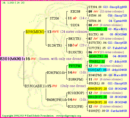 Pedigree of B301(MKN)1dr :
four generations presented