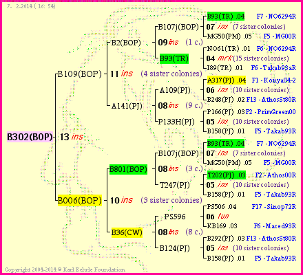 Pedigree of B302(BOP) :
four generations presented